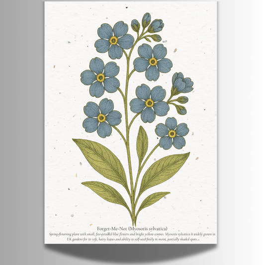 Plantable Seed Card – Illustrated Forget Me Nots [Blank inside]